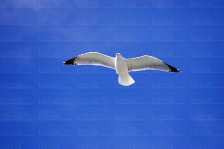 05265-Gaviota Patiamarilla volando. Larus Cachinnans. Orio, Gipu