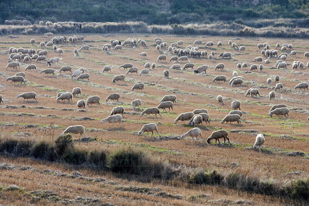 05804-Pastos, ovejas. Bárdenas. Navarra
