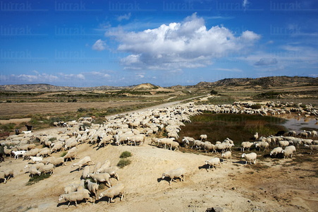 05832-Trashumancia de ganado. Parque Natural de las Bárdenas. N