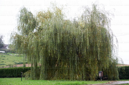 05875-Sauce llorón, Salix Babylonica. Zizurkil, Gipuzkoa, Euska