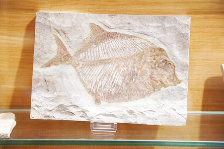 05880-Fósil deun pez. Urretxu, Gipuzkoa, Euskadi