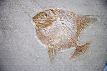 05881-Fósil de pez en el Museo de Gemas y Minerales. Urretxu, G