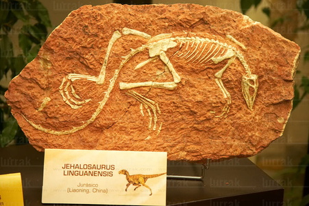05886-Fósil de Jehalosaurus Linguanensis pertenecinete al Jurá