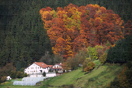 05894-Caserío en otoño, Beasain, Gipuzkoa, Euskadi