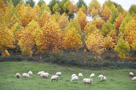 05901-Rebaño de ovejas pastando en otoño       . Segura, Gipuz