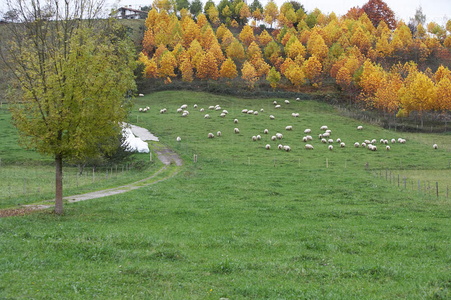 05902-Rebaño de ovejas pastando en otoño       . Segura, Gipuz