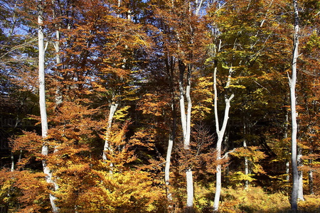 06036 -Hayedo en otoño. Alava, Euskadi