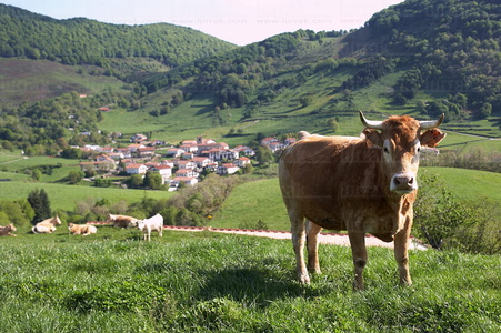 06562-Vaca. Beruete. Valle de Ulzama. Navarra