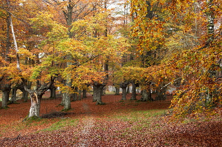 07536-Bosque de Hayas en otoño. Parque Natural de Urkiola, Bizk