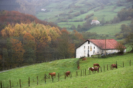 07901-Caserio en otoño con vacas pastando    . Bidegoian, Gipuz