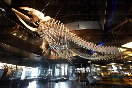 08158-Esqueleto de Ballena. Aquarium. San Sebastián, Gipuzkoa, 