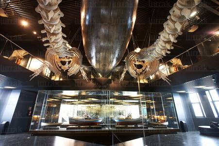 08159-Esqueleto de Ballena. Aquarium. San Sebastián, Gipuzkoa, 