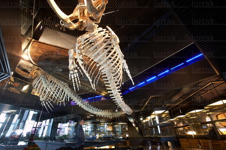 08160-Esqueleto de Ballena. Aquarium. San Sebastián, Gipuzkoa, 