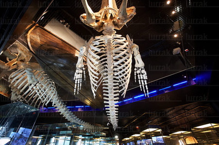 08161-Esqueleto de Ballena. Aquarium. San Sebastián, Gipuzkoa, 