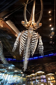 08162-Esqueleto de Ballena. Aquarium. San Sebastián, Gipuzkoa, 