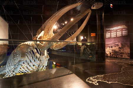 08163-Esqueleto de Ballena. Aquarium. San Sebastián, Gipuzkoa, 