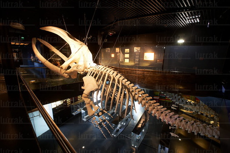 08165-Esqueleto de Ballena. Aquarium. San Sebastián, Gipuzkoa, 