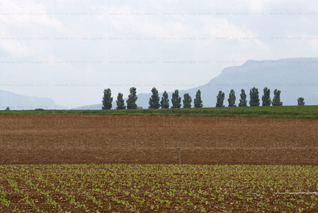 08424-Campos cosechados en la Llanada Alavesa. Gereñu, Alava, E