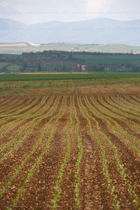 08428-Cultivos, Gereñu, Llanada Alavesa, Alava, Euskadi