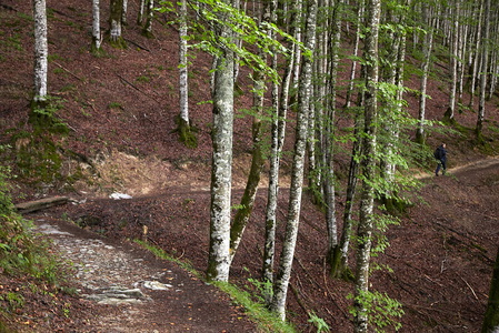 08856-Bosque de Hayas en la Selva de Irati. Orbaizeta, Navarra