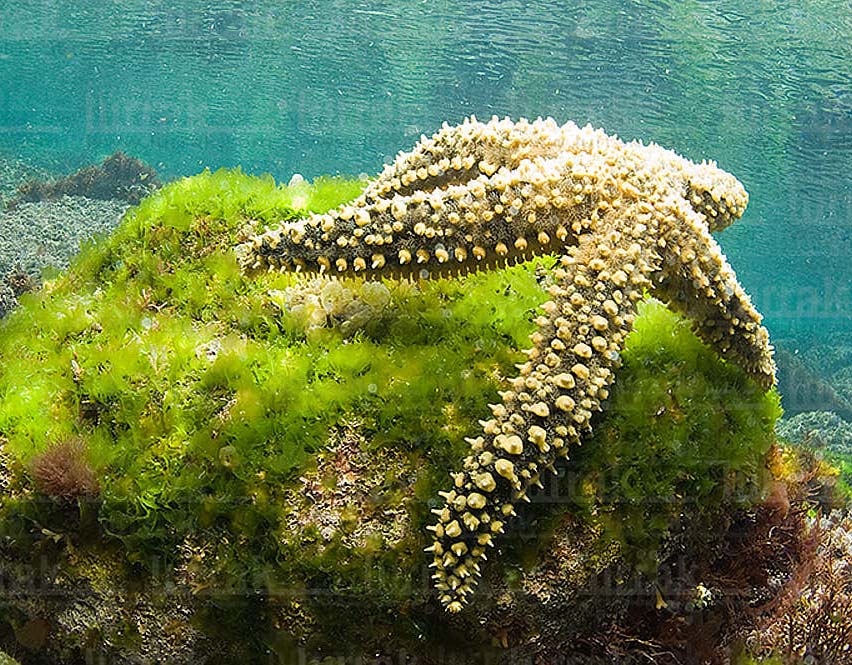 Fotos submarinas mar cantábrico