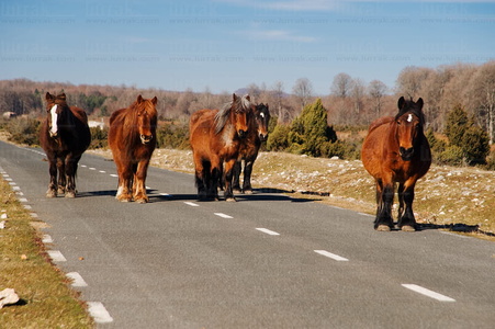 08MOA0043-Caballos en la Carretera, Sierra de Urbasa,  Navarra