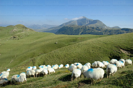08RT0031-Monte Ohry. Pirineos, Navarra