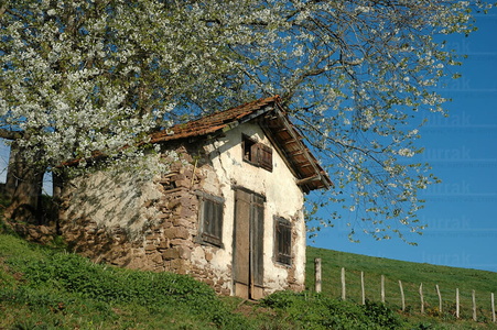 08RT0080-Borda con un Cerezo en flor  . Sara, Lapurdi, Francia
