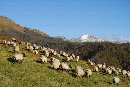 08RT0107-Ovejas en la selva de Irati. Monte Ohri. Navarra