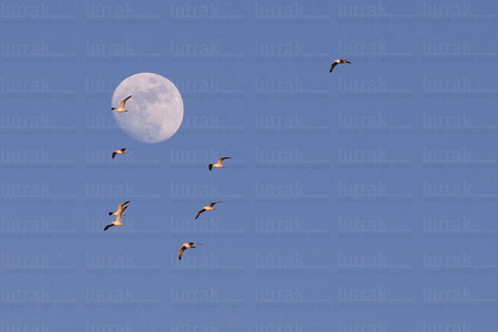 09ASM_001-Gaviotas vuelan junto a la Luna. San Sebastián, Gipuz