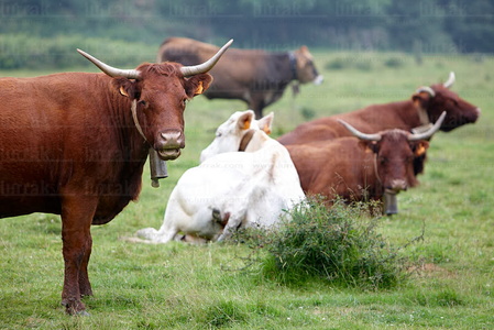 09PXE_1012-Vacas en el campo. Navarra