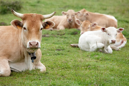 09PXE_1013-Vacas en el campo  . Navarra