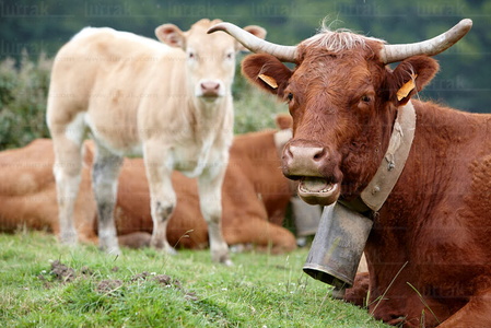 09PXE_1014-Vacas en el campo  . Navarra