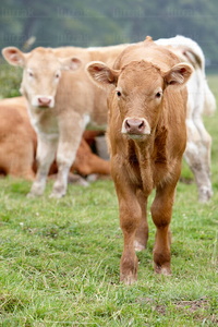 09PXE_1016-Vacas en el campo  . Navarra