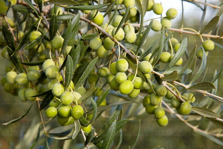 09PXE_1073-Olivos con su fruto. Milagro, Navarra