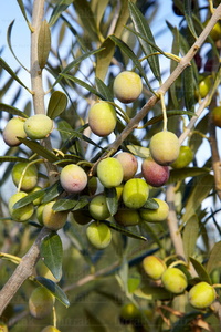 09PXE_1074-Aceitunas en el olivo. Milagro, Navarra
