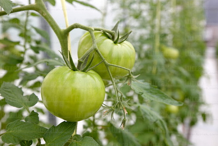 09PXE_288-Tomates en Invernadero. Neiker Tecnalia. Derio, Bizkai