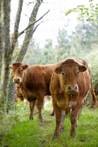 09PXE_720-Vacas raza Limousin. Beizama, Gipuzkoa, Euskadi