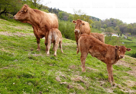 09PXE_724-Vacas raza Limousin. Beizama, Gipuzkoa, Euskadi