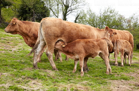 09PXE_725-Vacas raza Limousin. Beizama, Gipuzkoa, Euskadi