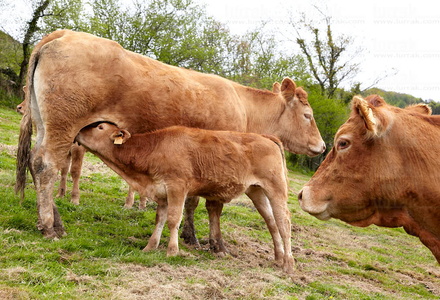 09PXE_726-Vacas raza Limousin. Beizama, Gipuzkoa, Euskadi