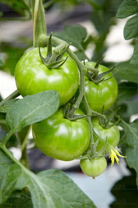 09PXE_731-Tomates en Invernadero. Azpeitia, Gipuzkoa, Euskadi