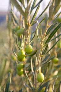010PXE_0263-Aceitunas en el olivo. Lapuebla de Labarca, Alava, E