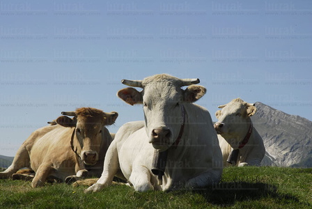 010RT_0041-Vacas en el Monte Ohry. Pirineos, Navarra