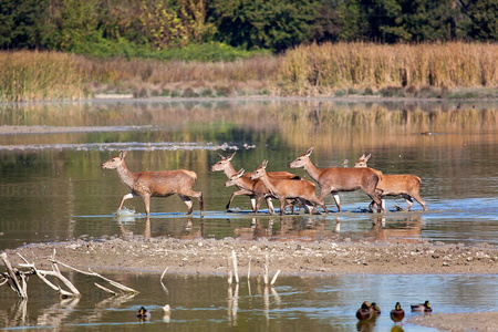 011FJG_0315-Ciervos en el Humedal de Salburua. Vitoria, Alava, E
