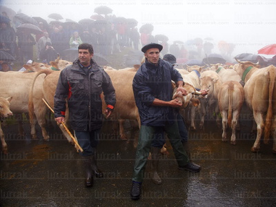 011MDR_0683-El Tributo de las Tres Vacas, Navarra
