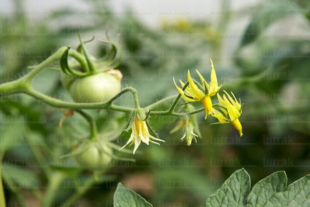 011PXE_0325-Flor del Tomate en Invernadero. Lazkao, Gipuzkoa, Eu
