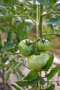 011PXE_0326-Tomates en la planta. Lazkao, Gipuzkoa, Euskadi
