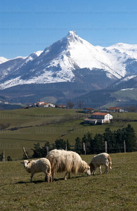 011PXE_0591-Monte Txindoki. Sierra de Aralar. Gipuzkoa, Euskadi