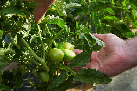 013PXE_0307-Planta de tomate. Agricultura. Ribera Alta. Navarra